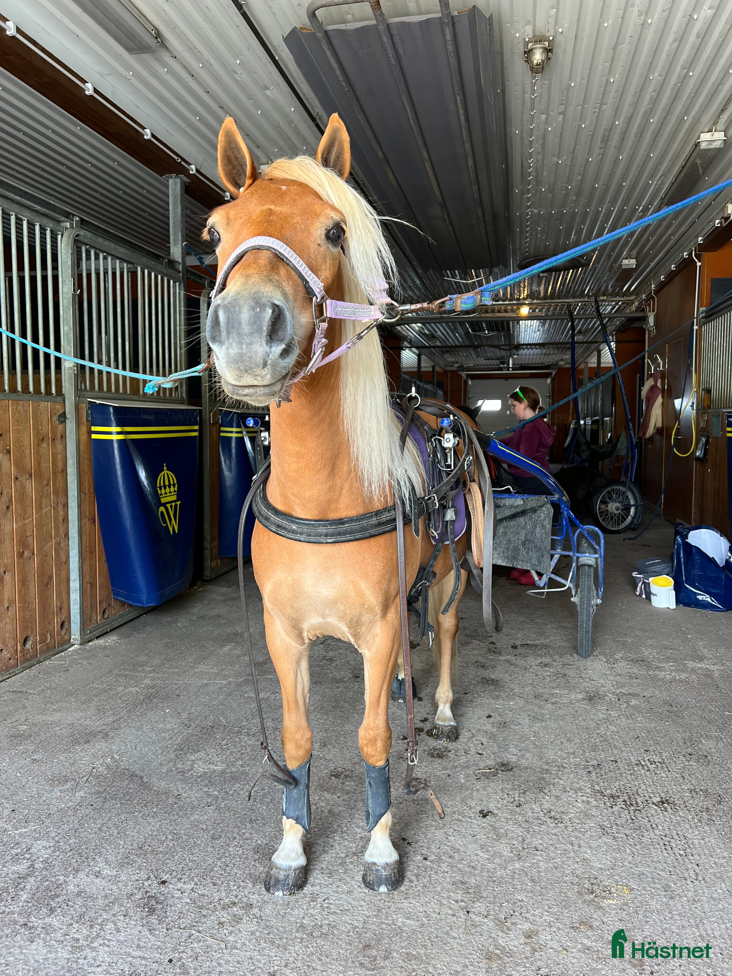  hästar Sagosto tillsalu - Annons 8