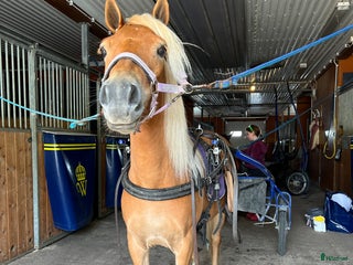 hästar Sagosto tillsalu i Trångsviken - Annons 12