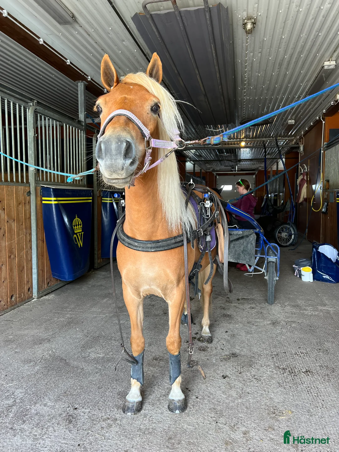 Allround hästar till salu: Sagosto tillsalu - Annons 1