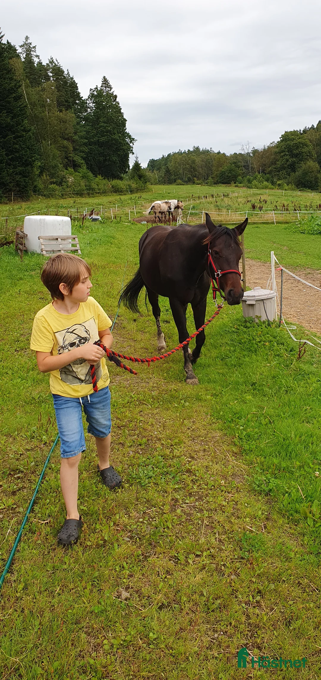 Allround hästar till salu: Hon blir vad du gör henne till i Kungsäter - Annons 3