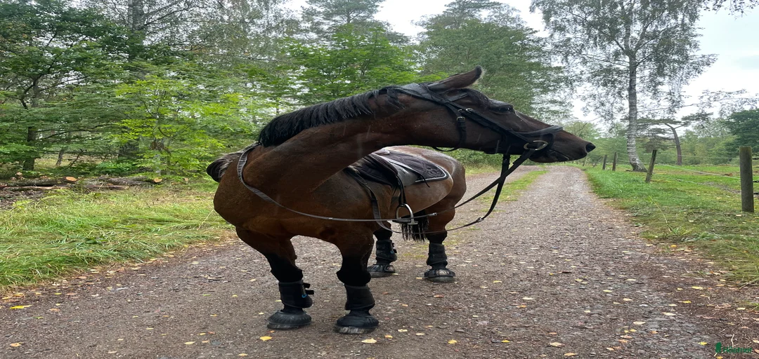 Galleribild {{count}}