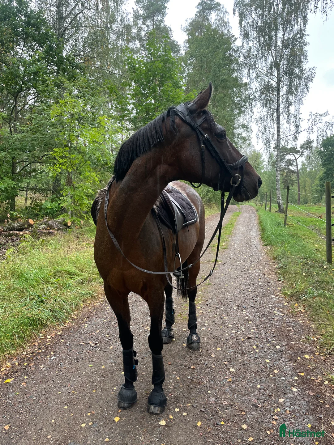 Galleribild {{count}}