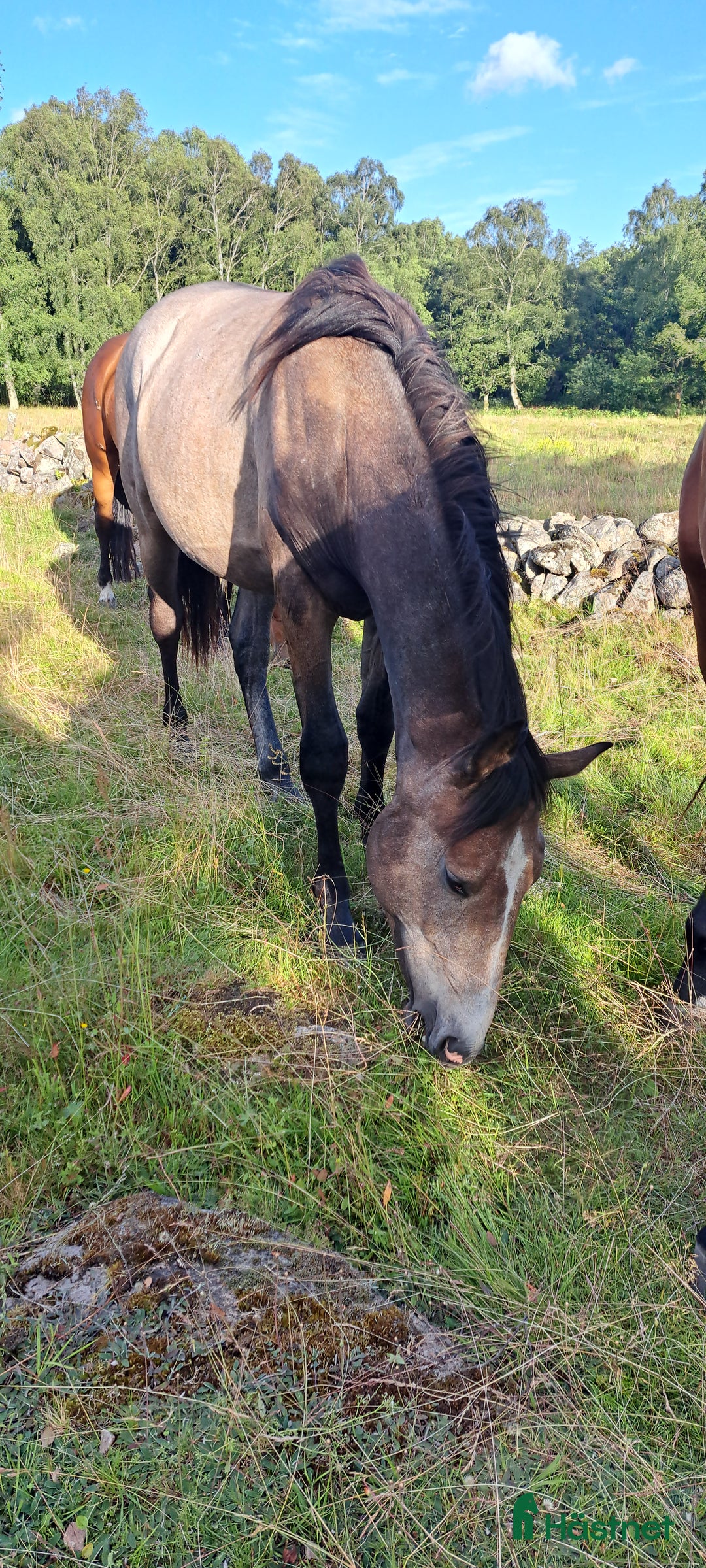 Hoppning hästar till salu: Unghingst i Hörby - Annons 4