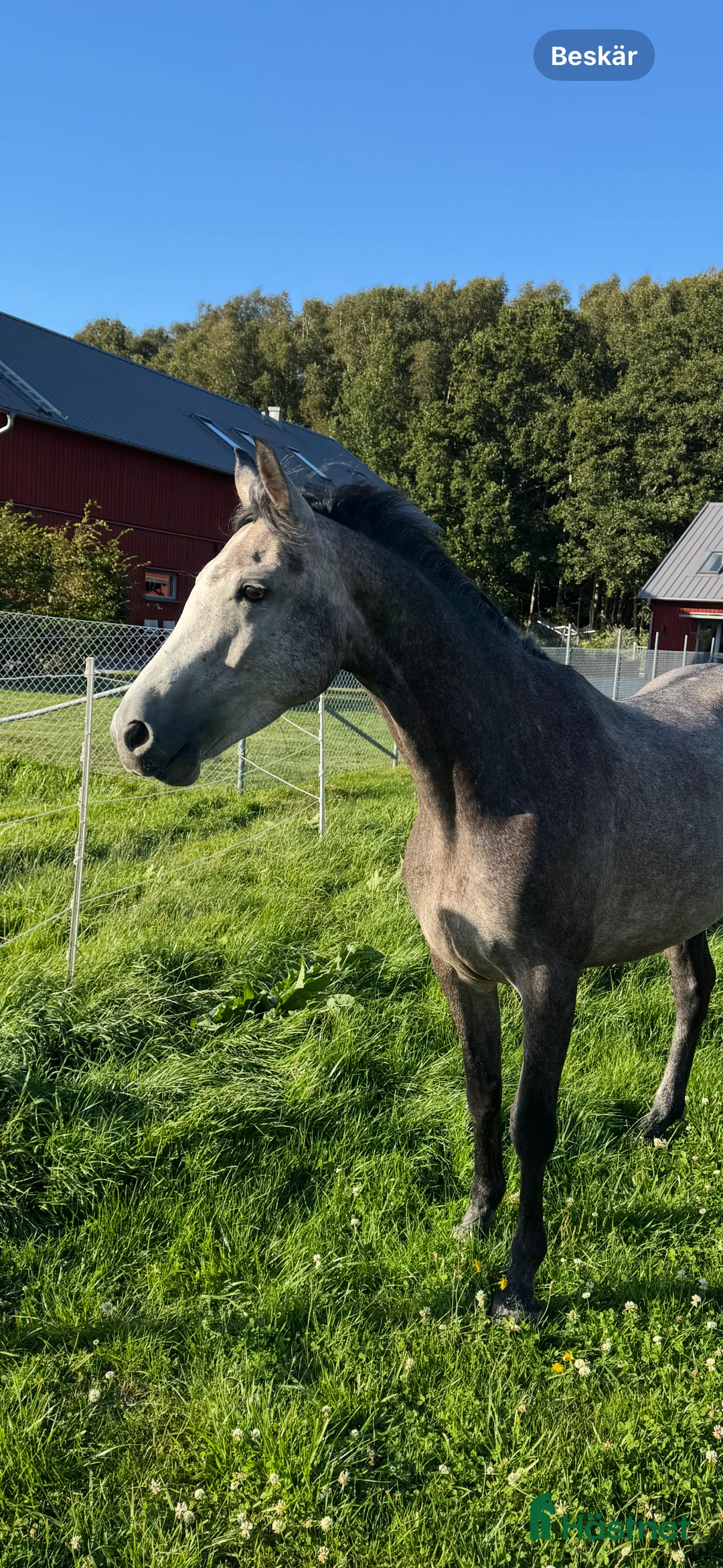 Hoppning hästar till salu: Fantastiskt fin D-ponny - Annons 3