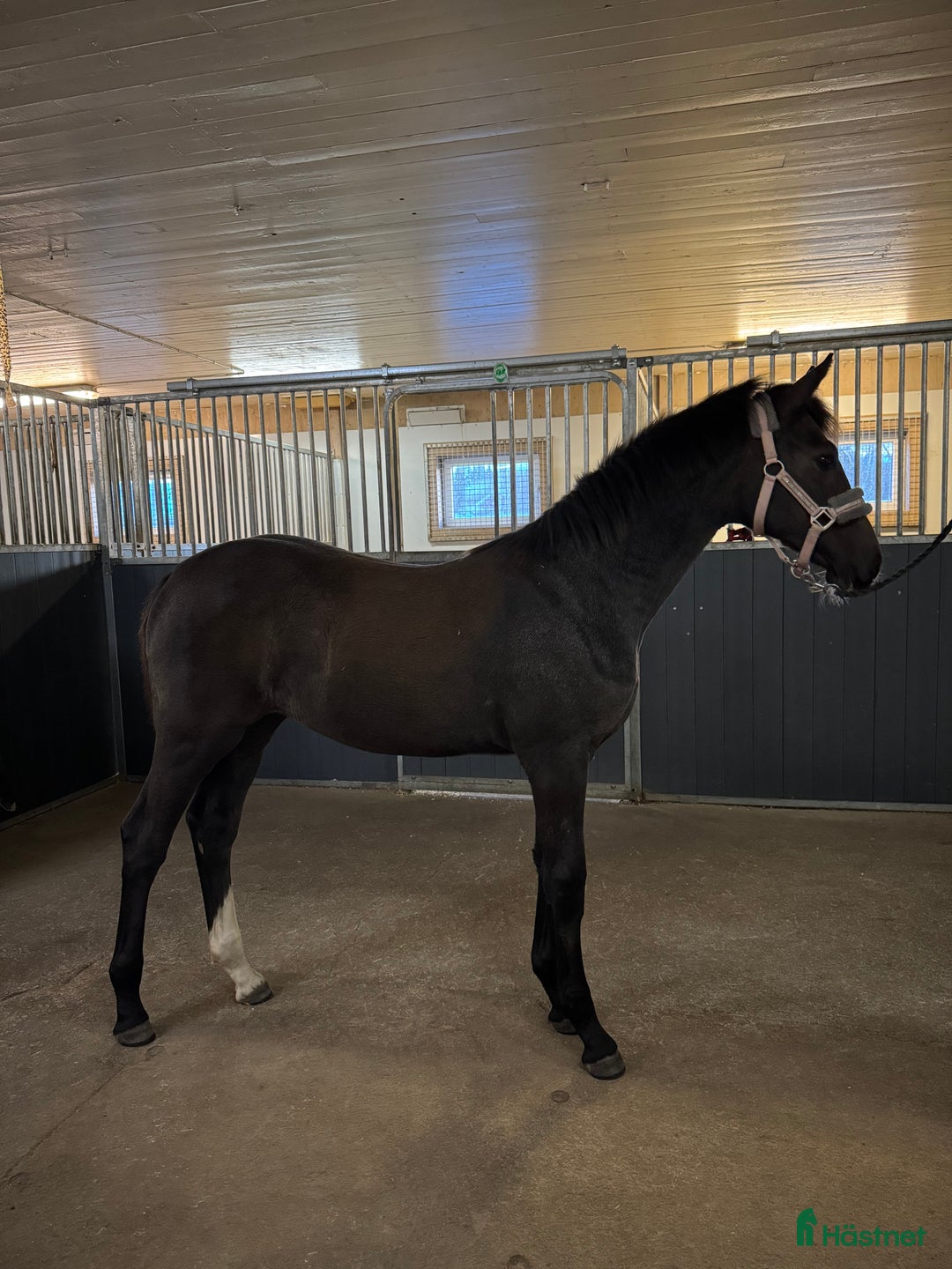 Hoppning hästar till salu: Stoföl efter Plot Pearl Zäta JL i Svensbyn - Annons 2