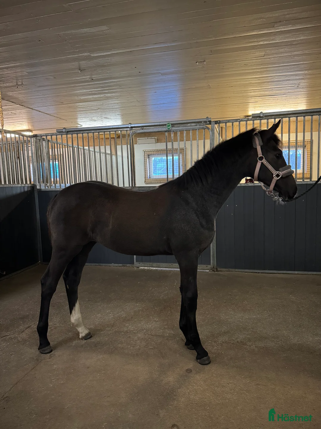 Hoppning hästar till salu: Lovande stoföl e.Plot Pearl Zäta JL - Annons 3