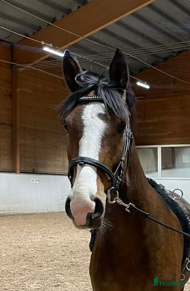  hästar Sockersöt ponny - Annons 9