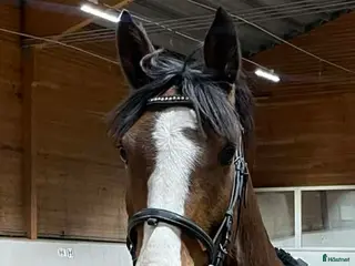 hästar Sockersöt ponny - Annons 9