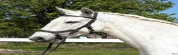 Allround hästar till salu: Iberiskt sto  - Annons 2