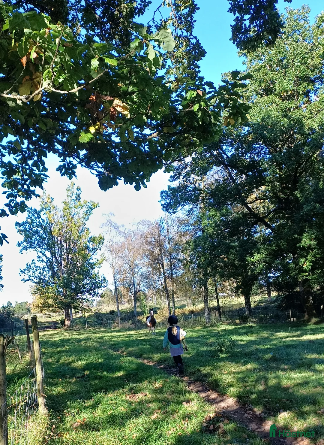 Allround hästar sökes: Ny familjemedlem sökes! Sto/valack i Limmared - Annons 3