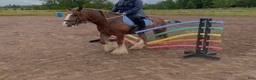 Working Equitation hästar till salu: Trygg cob kille - Annons 3