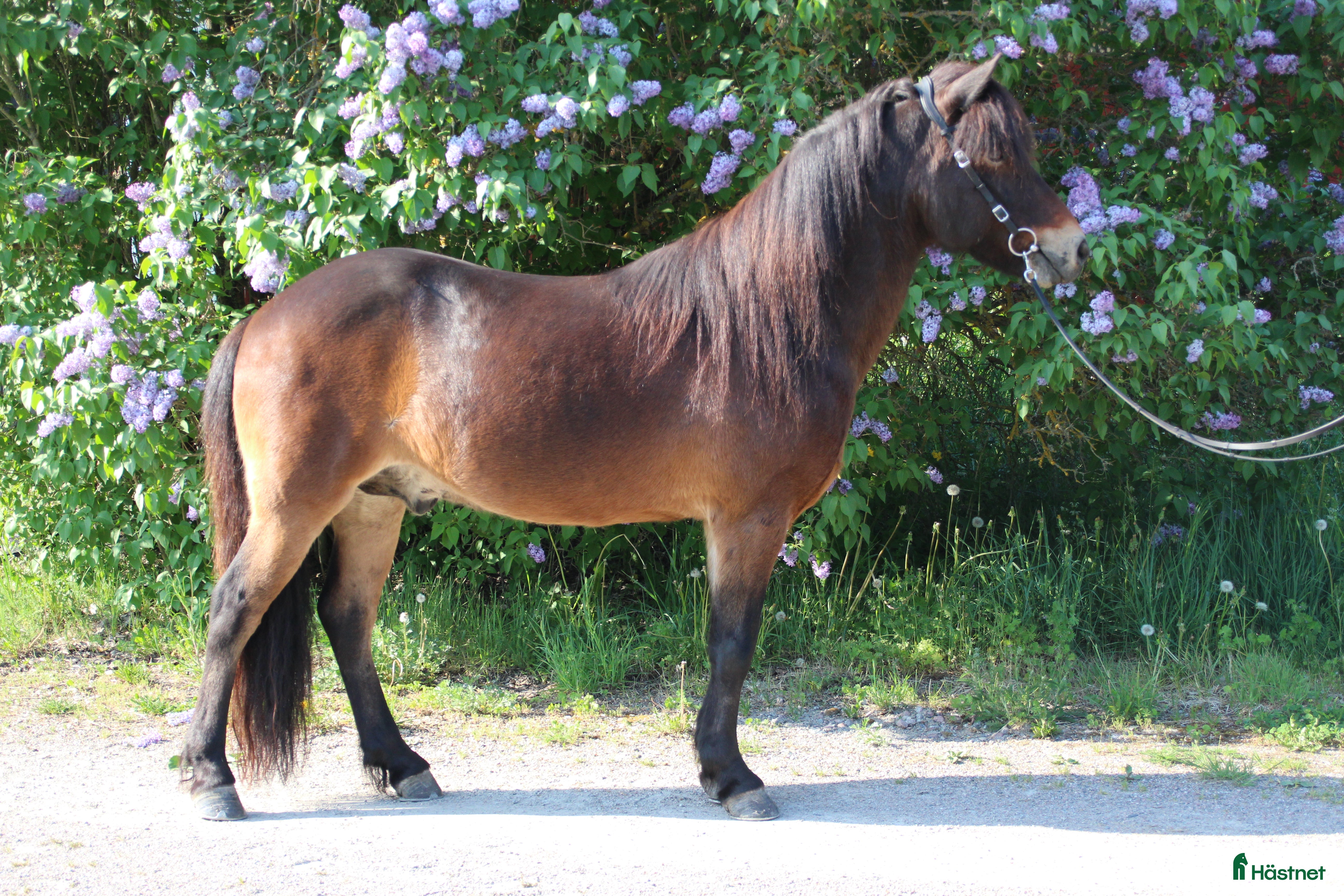  hästar Sällskapshäst söker sitt föralltid hem i Rimbo - Annons 2