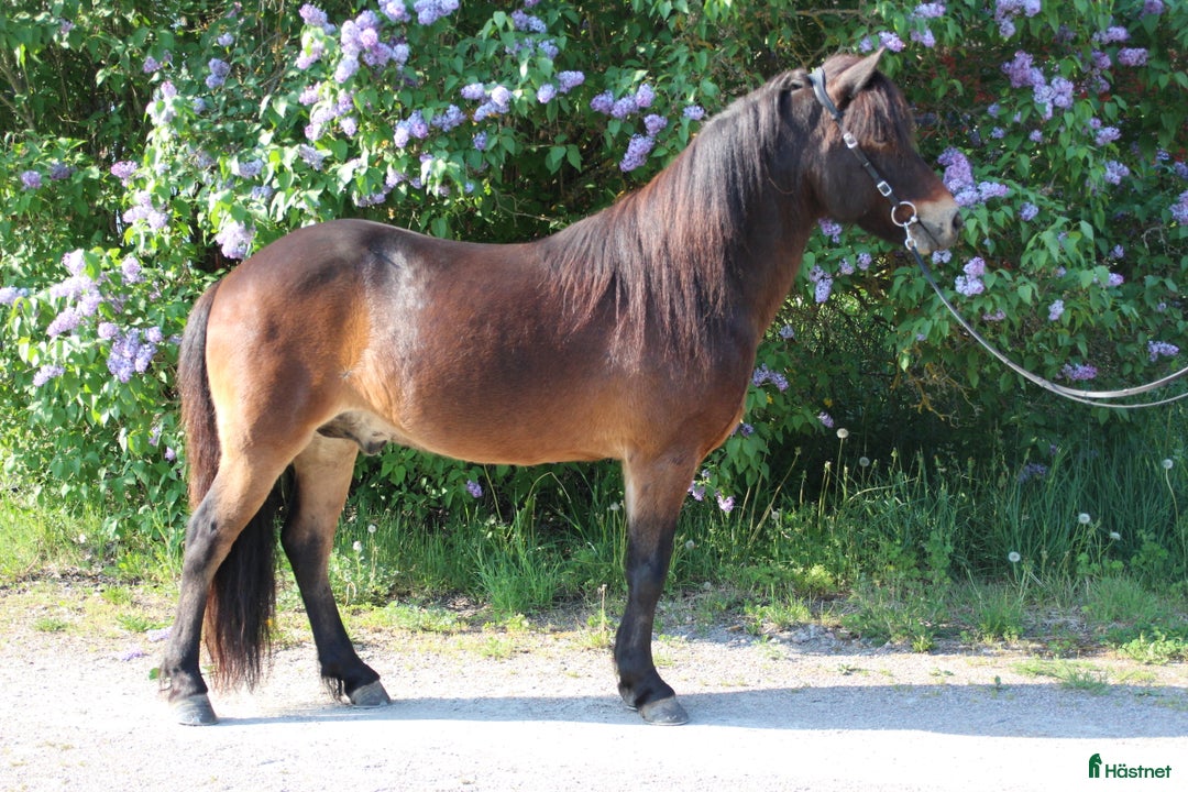 Sällskap hästar till salu: Sällskapshäst söker sitt föralltid hem i Rimbo - Annons 1