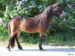 hästar Sällskapshäst söker sitt föralltid hem i Rimbo - Annons 1