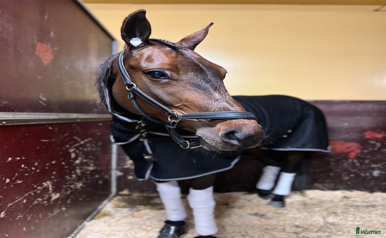  hästar i Sundsvall - Annons 10