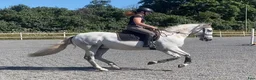 Working Equitation hästar till salu: Utvecklingsbar PRE - Annons 2