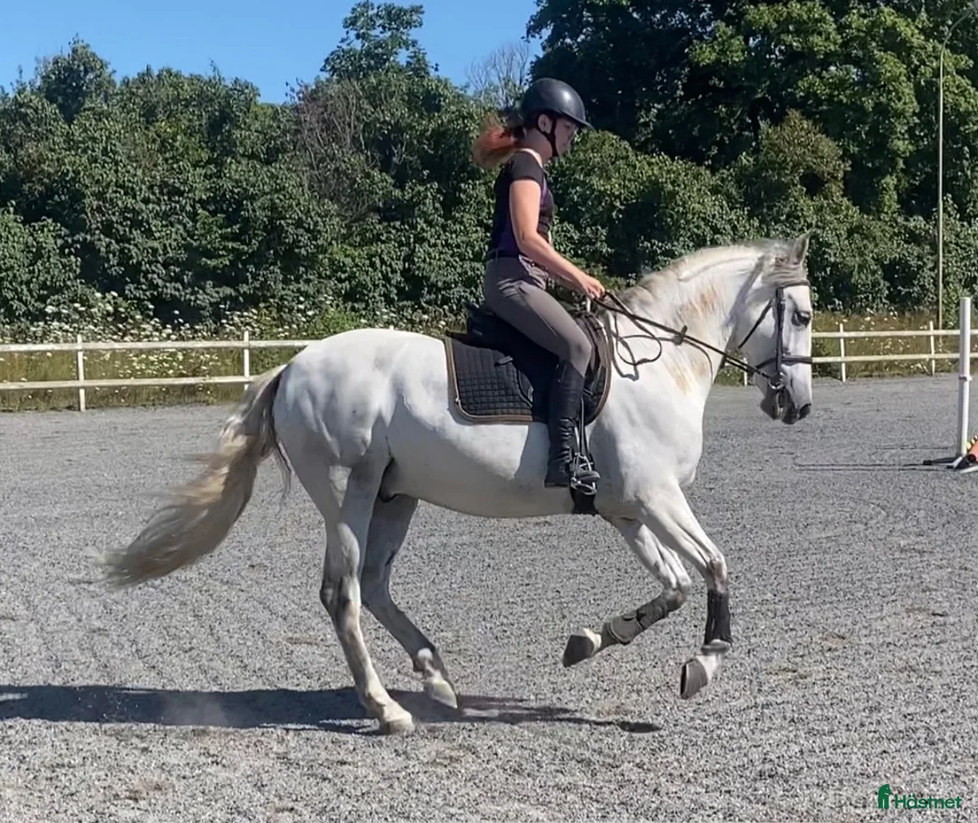 Working Equitation hästar till salu: Utvecklingsbar PRE - Annons 2