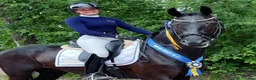  hästservice finnes: Dressyrryttare finnes norr om Växjö  - Annons 1
