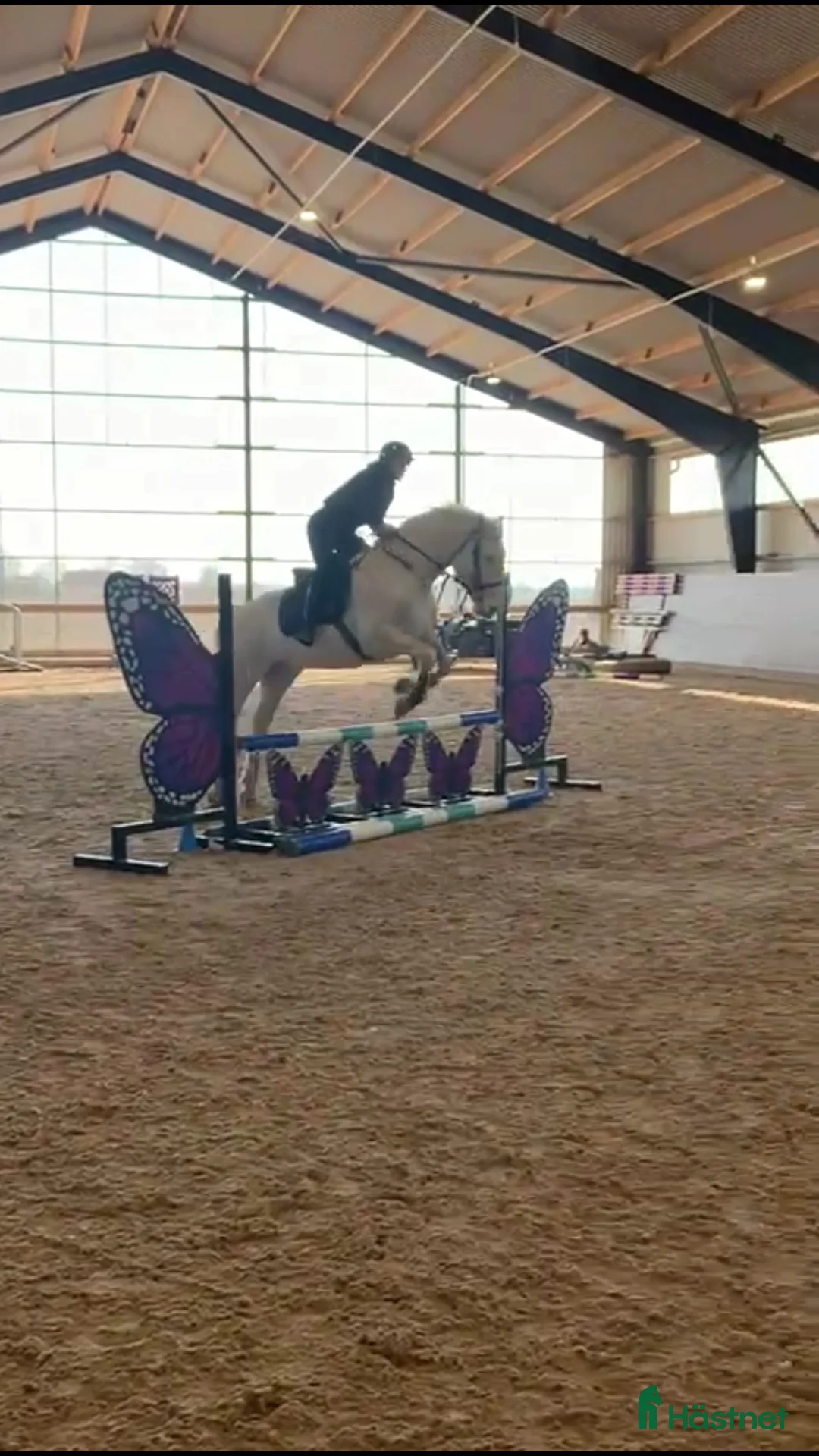 Övrigt hästar sökes: Intresse för byte? - Annons 15