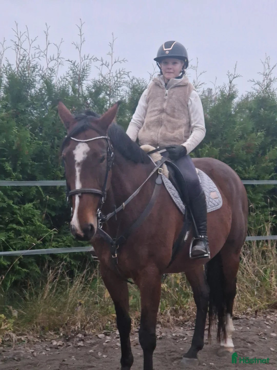  foderhäst sökes: Söker c eller d-ponny till min dotter i Kumla - Annons 2