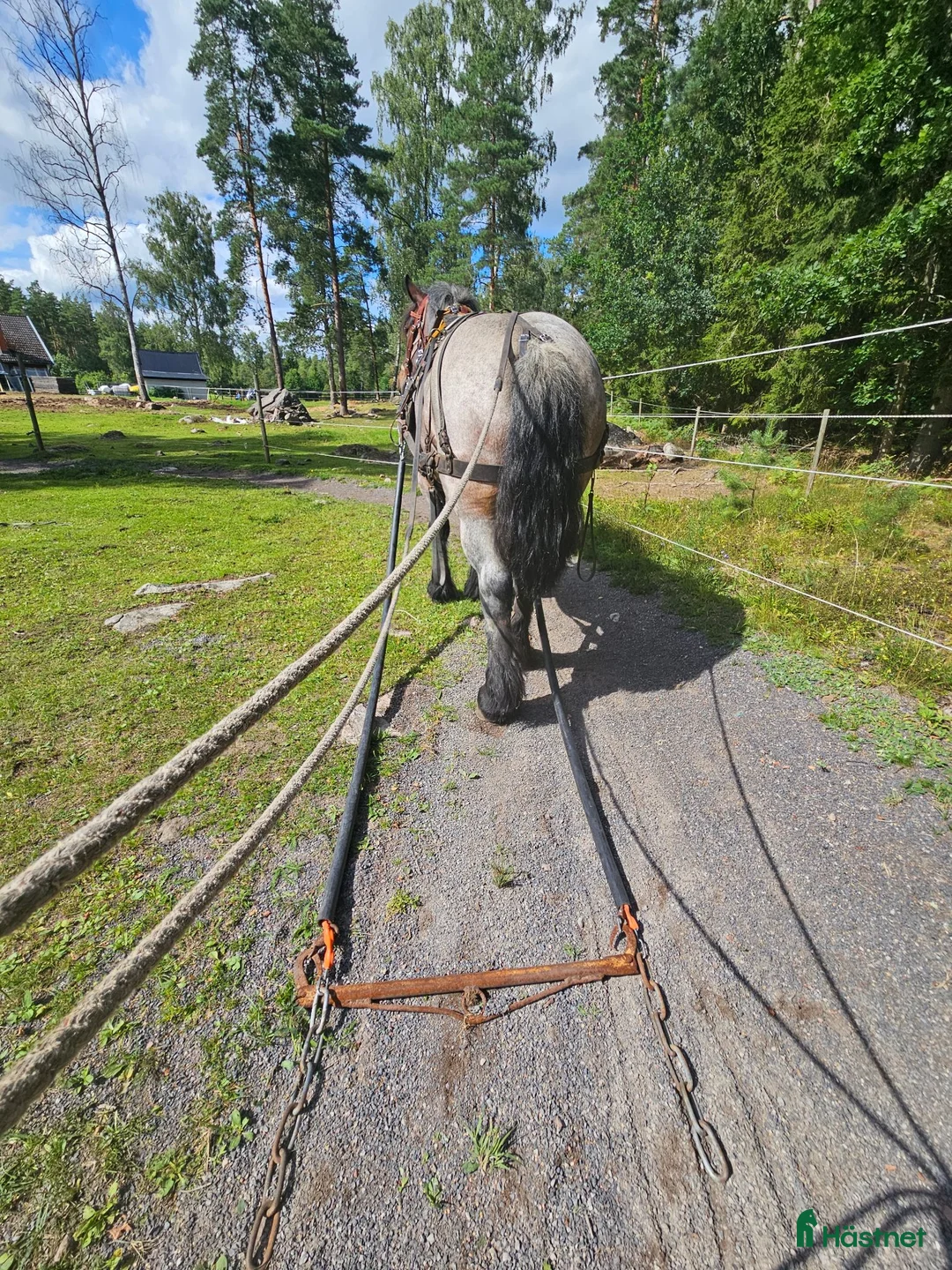Allround hästar till salu: Ardenner sto - Annons 2
