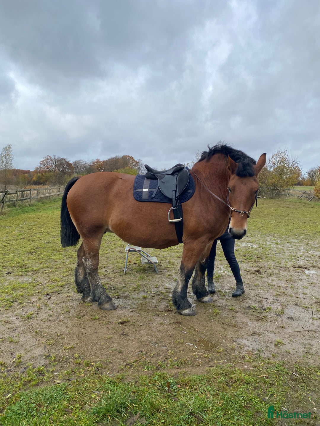 Allround hästar till salu: Ardennersto  i Röstånga - Annons 2