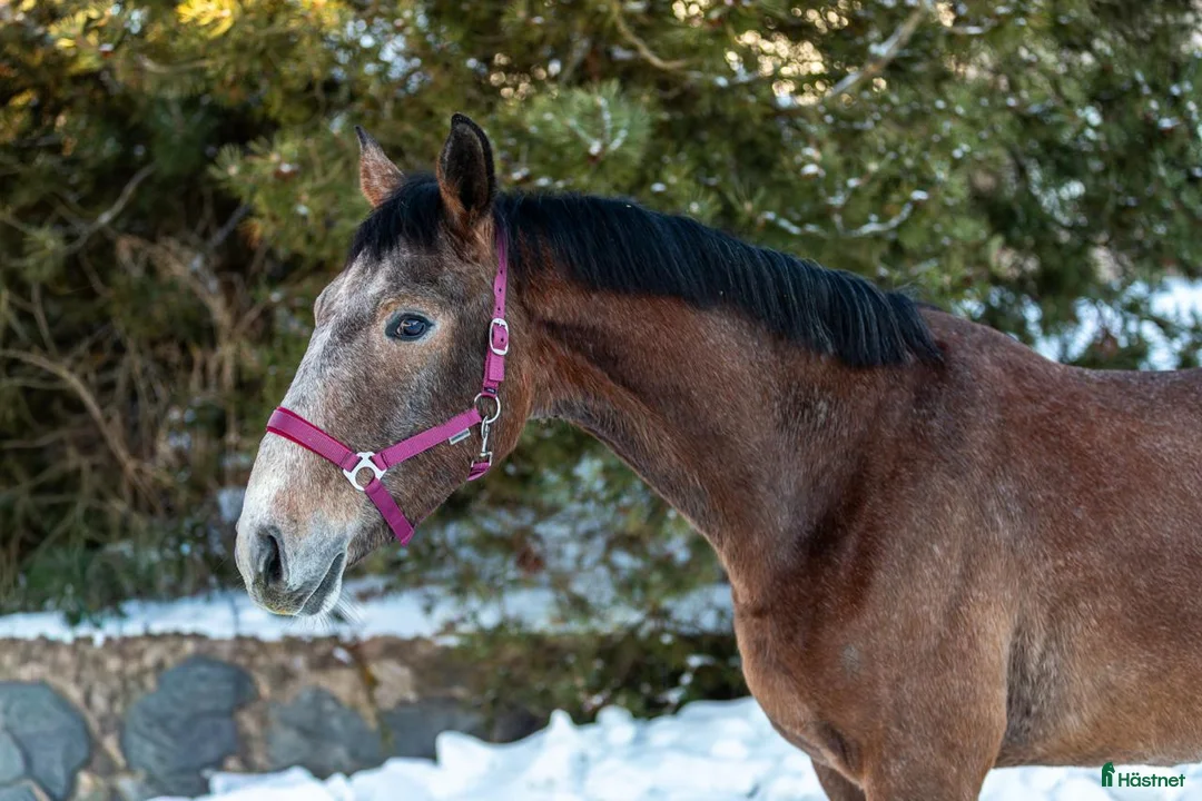 Hoppning hästar till salu: The breeder is selling horses. - Annons 2