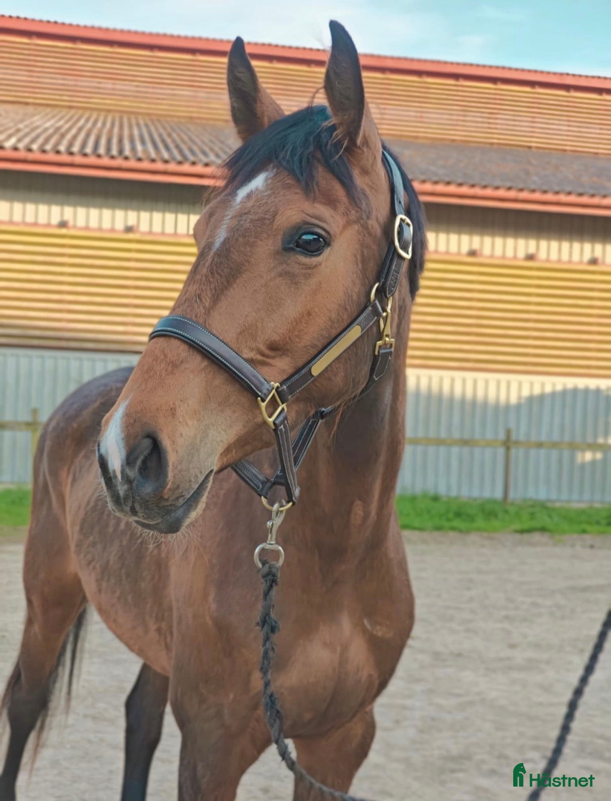  hästar Okomplicerad tjej med hjärtat på rätt ställe - Annons 7