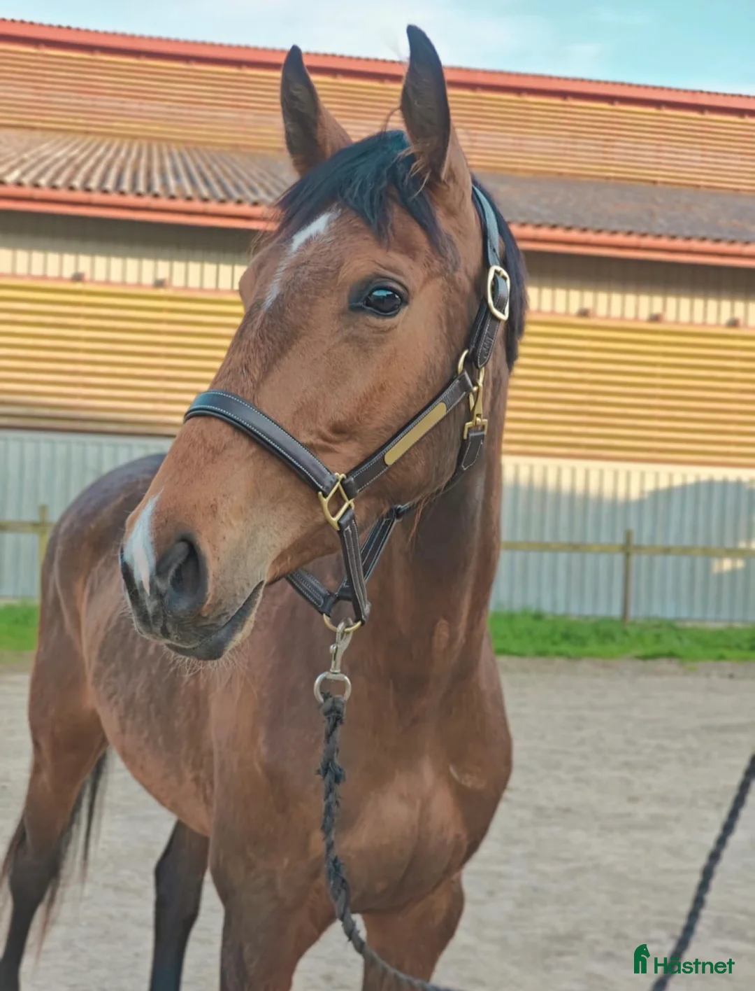 Hoppning hästar till salu: Okomplicerad tjej med hjärtat på rätt ställe i Löberöd - Annons 1