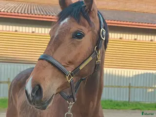 hästar Okomplicerad tjej med hjärtat på rätt ställe - Annons 7