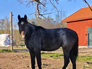 hästar Skimmelsto med prestationsstam - Annons 15