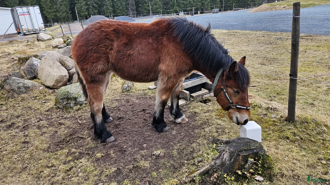 Allround hästar till salu: Ardennertös - Annons 2
