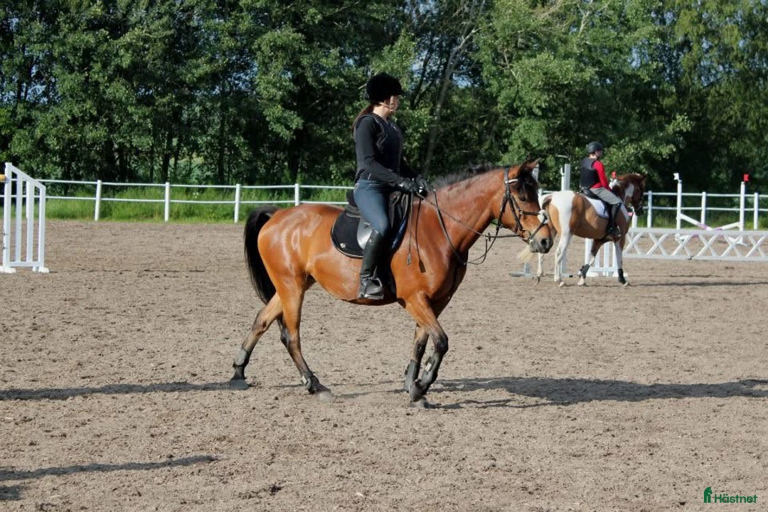  medryttarhäst sökes: Medryttarhäst sökes (Landskrona med omnejd) i Landskrona - Annons 2