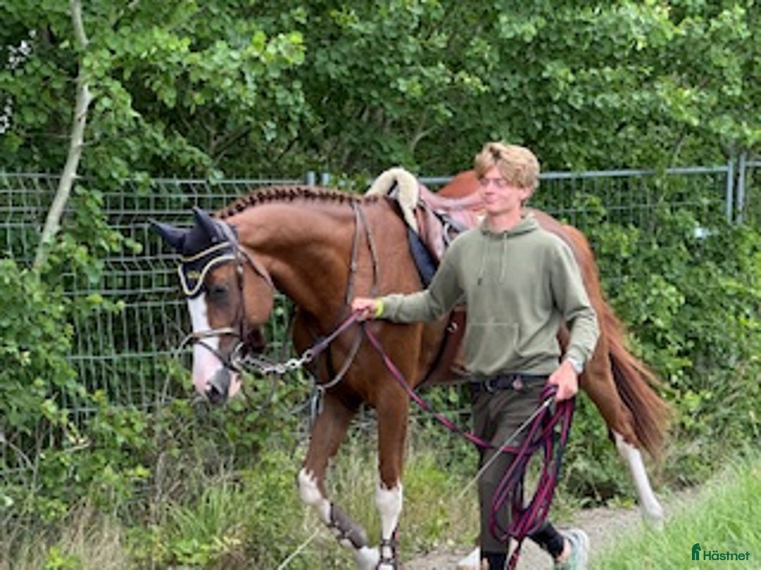  hästjobb finnes: HÄSTSKÖTARE till HÄSTAK i Älmeboda - Annons 2