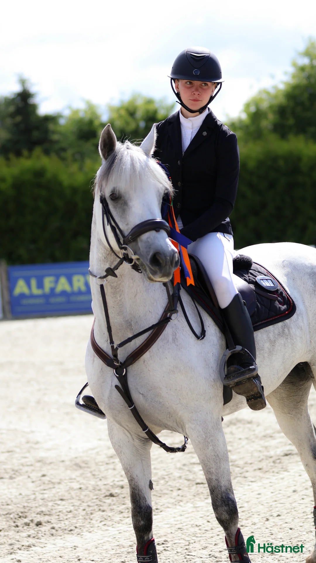 Hoppning hästar till salu: Koncurrence pony - Annons 4