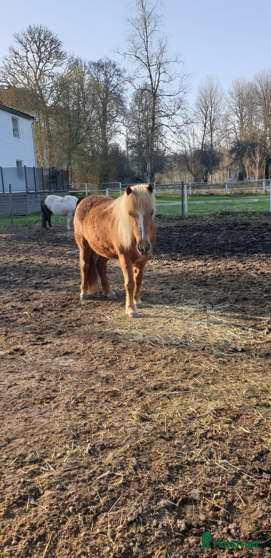 Island hästar till salu: Snällt sto - Annons 1