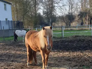 hästar Snällt sto - Annons 9