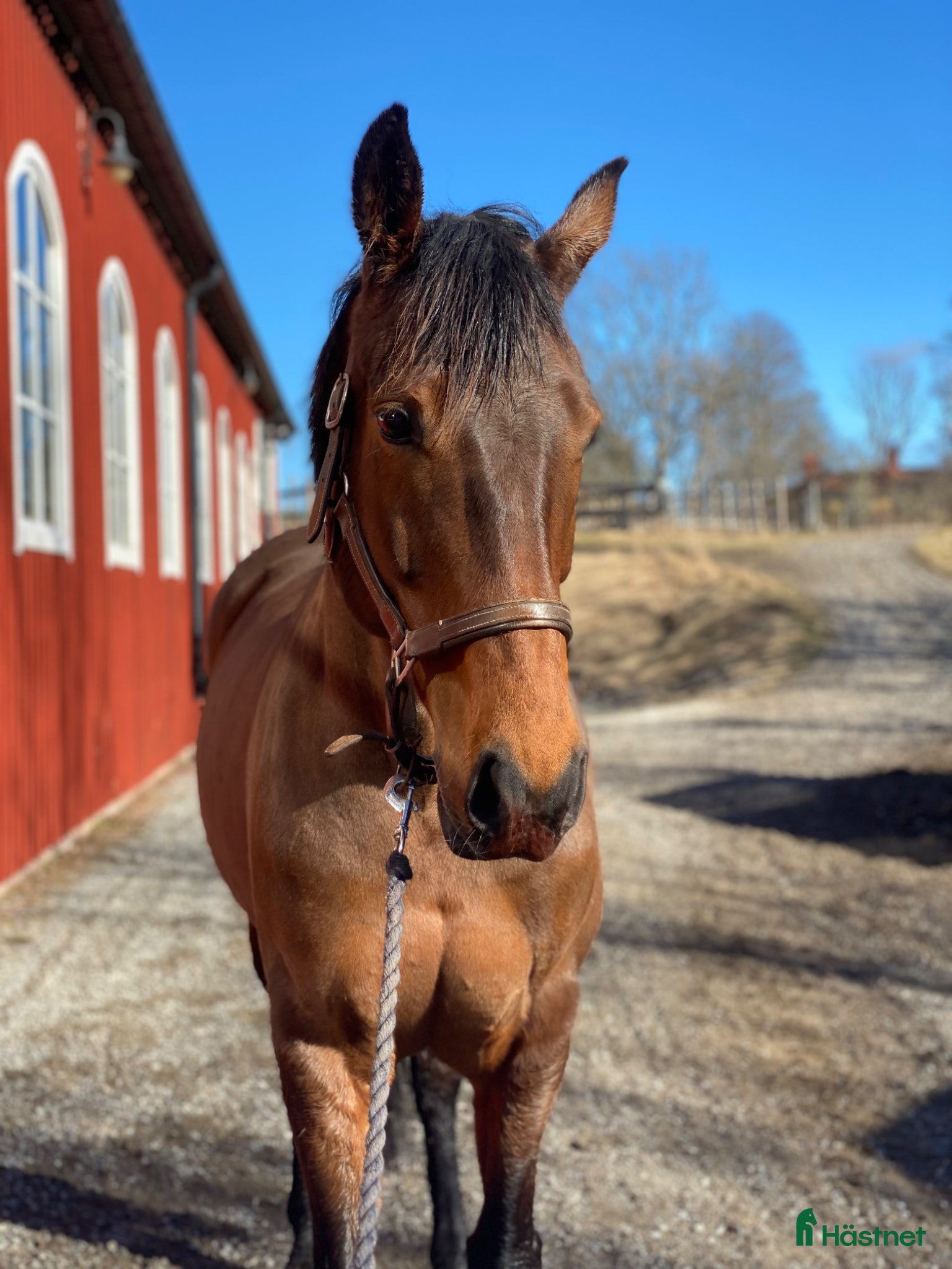  hästar Sto med tryck  - Annons 4