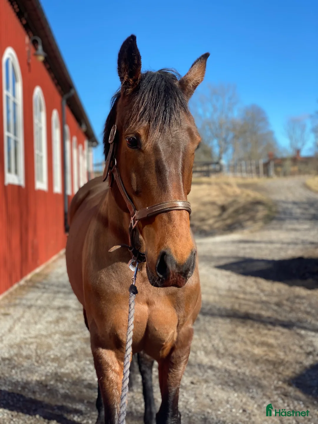 Allround hästar till salu: Sto med tryck  - Annons 1