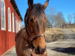 hästar Sto med tryck - Annons 4