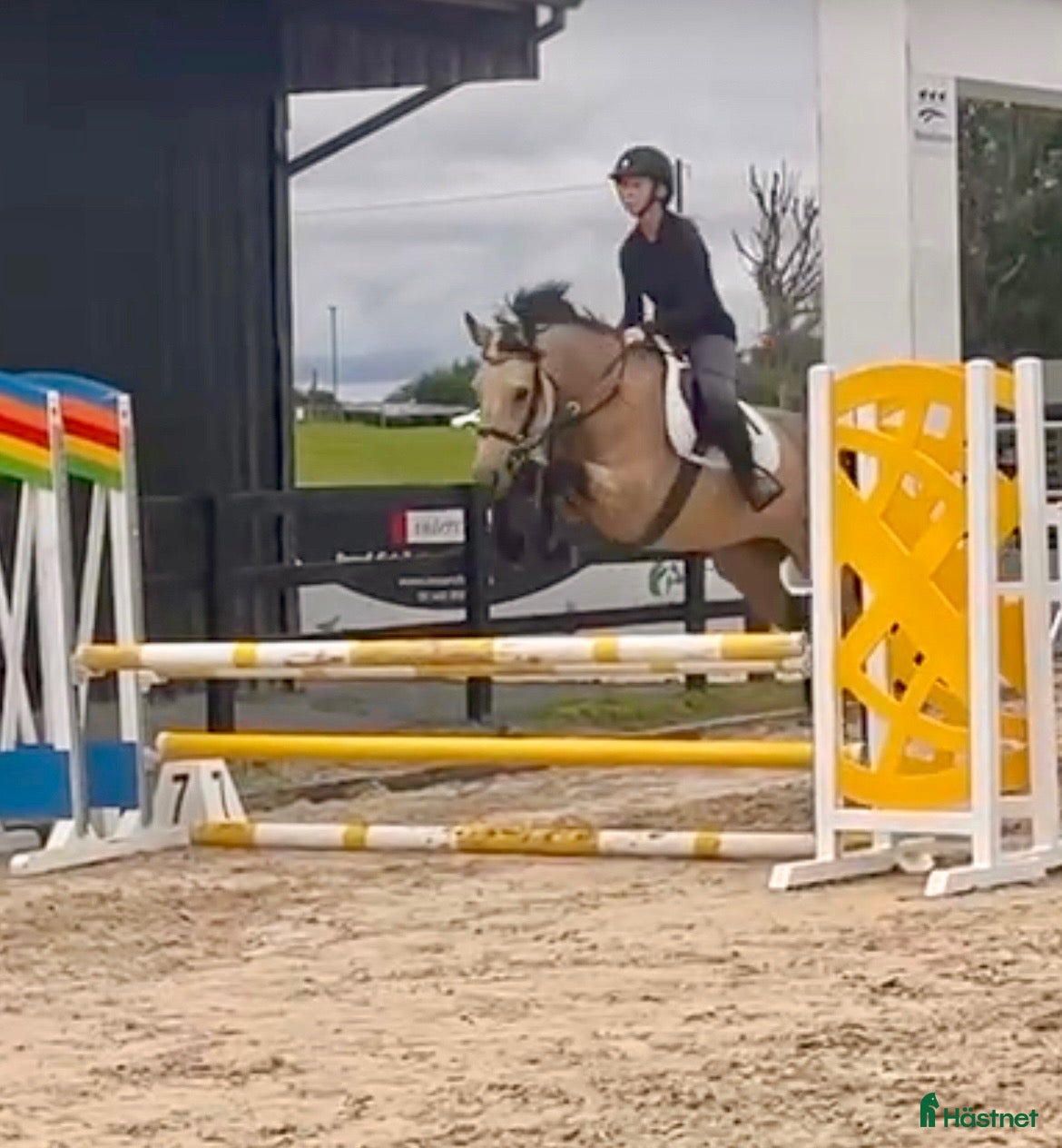  hästar 5yr old 148 Connemara mare, record to 1m - Annons 2