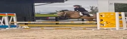 Hoppning hästar till salu: 5yr old 148 Connemara mare, record to 1m i Stockholm - Annons 2