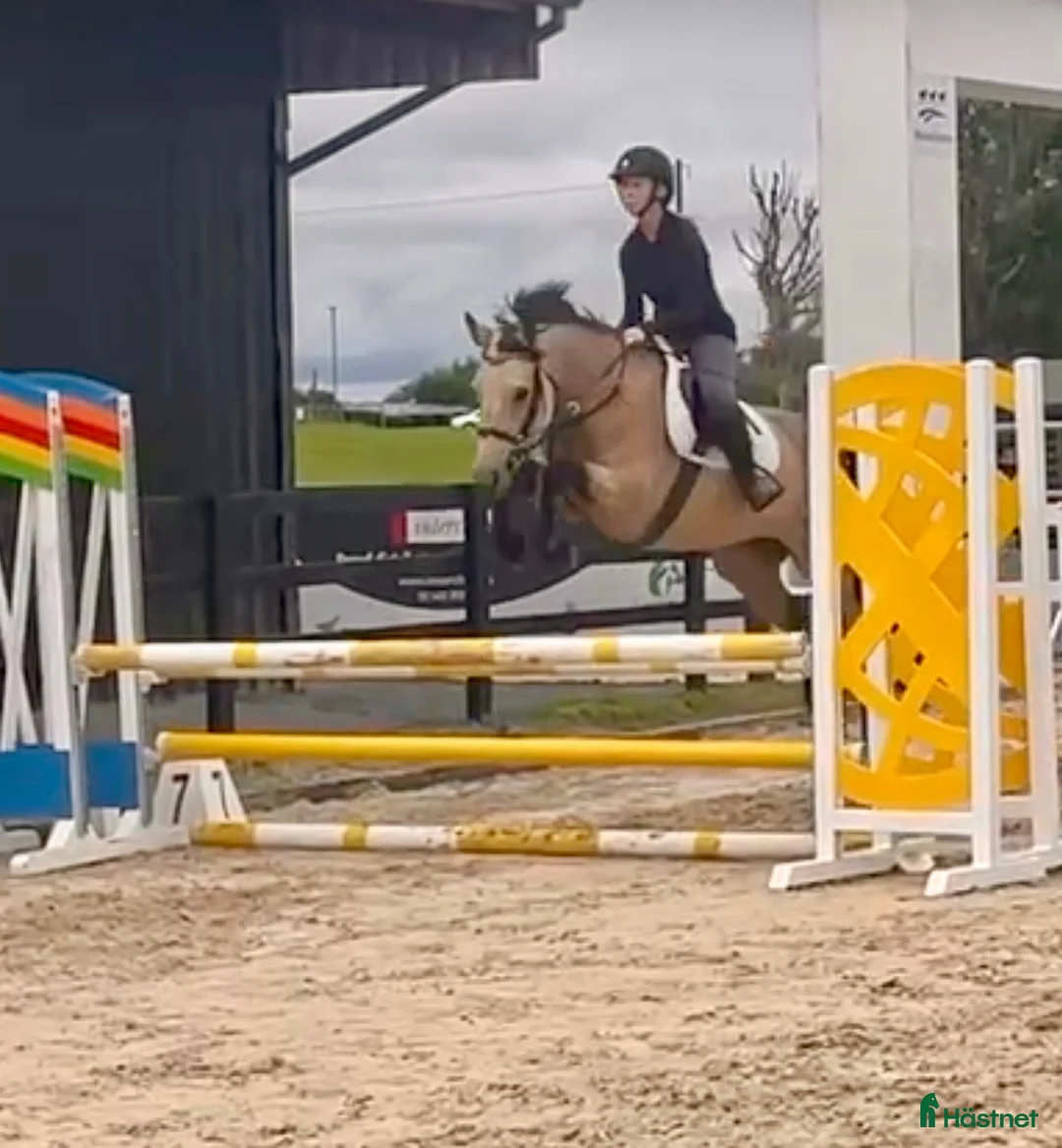Hoppning hästar till salu: 5yr old 148 Connemara mare, record to 1m i Stockholm - Annons 2