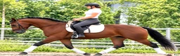 Allround hästar till salu: Top Silesian Model-movement and quality  - Annons 1