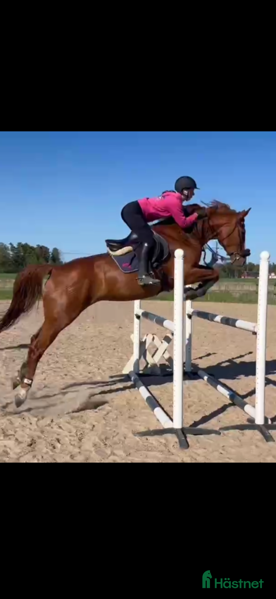 Hoppning hästar till salu: Supertemperament och mkt god ridbarhet - Annons 2