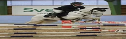 Hoppning hästar till salu: Tävlingsponny - Annons 6