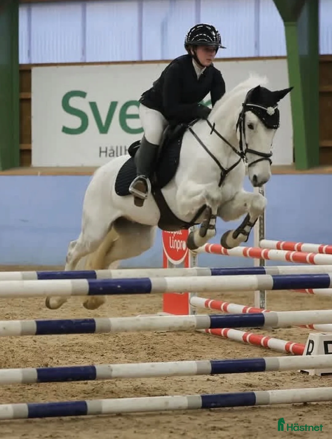 Hoppning hästar till salu: Tävlingsponny - Annons 6