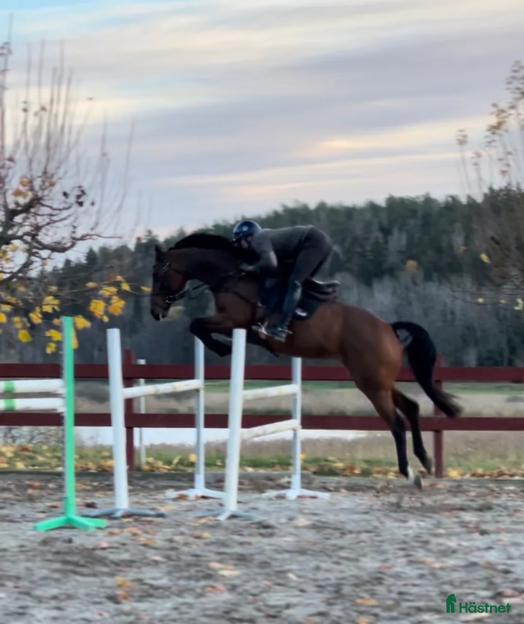 Avelshästar hästar till salu: Prestationssto till avel  i Tystberga - Annons 1