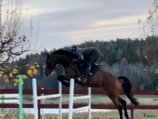 hästar Prestationssto till avel i Tystberga - Annons 7