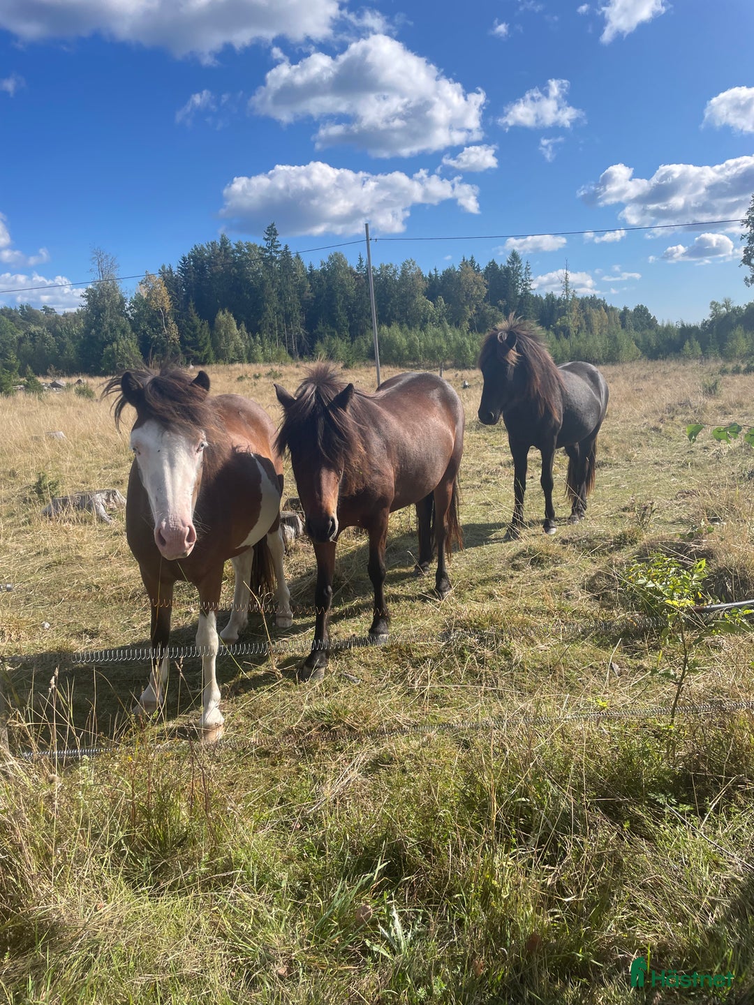  foderhäst sökes: Fodervärden/medryttare  - Annons 3
